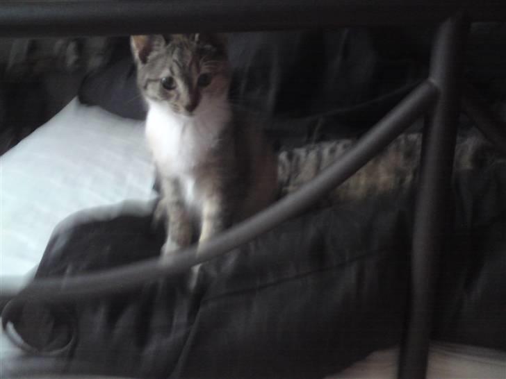 Blanding af racer Malou  billede 8