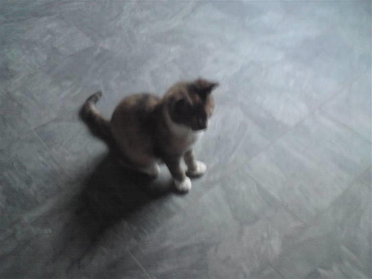 Blanding af racer Malou  billede 9