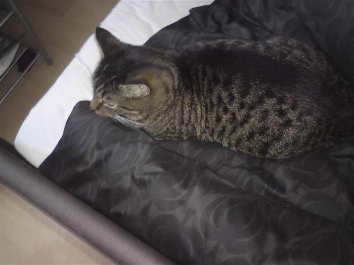 Blanding af racer Danny Boy billede 7