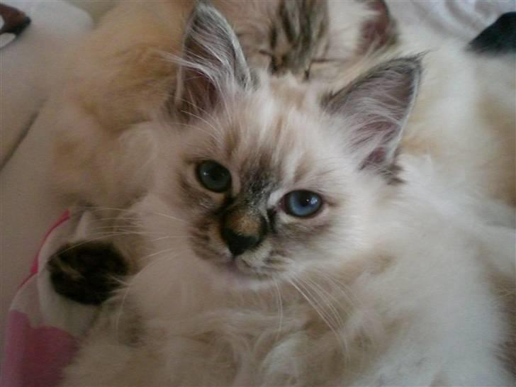 Hellig Birma Kahlua billede 1