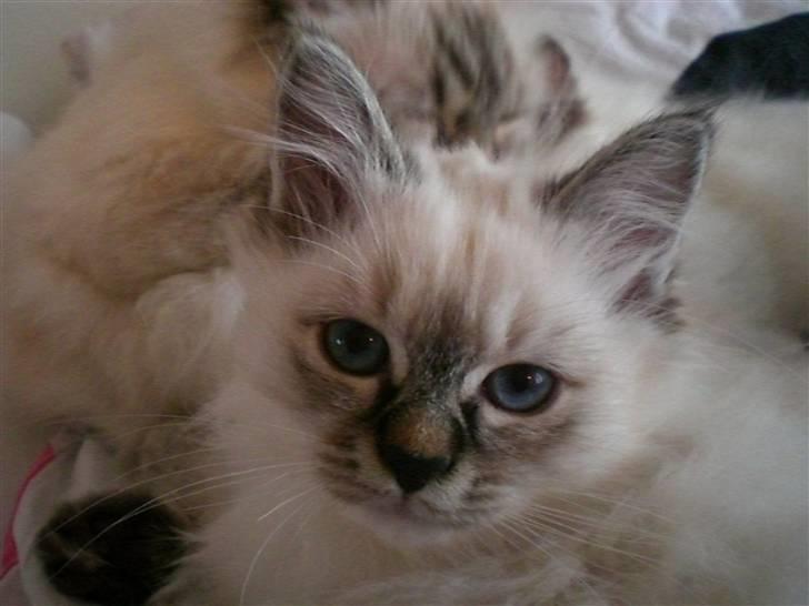 Hellig Birma Kahlua billede 2