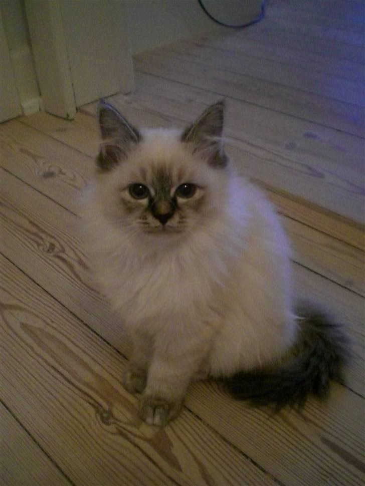 Hellig Birma Kahlua billede 3