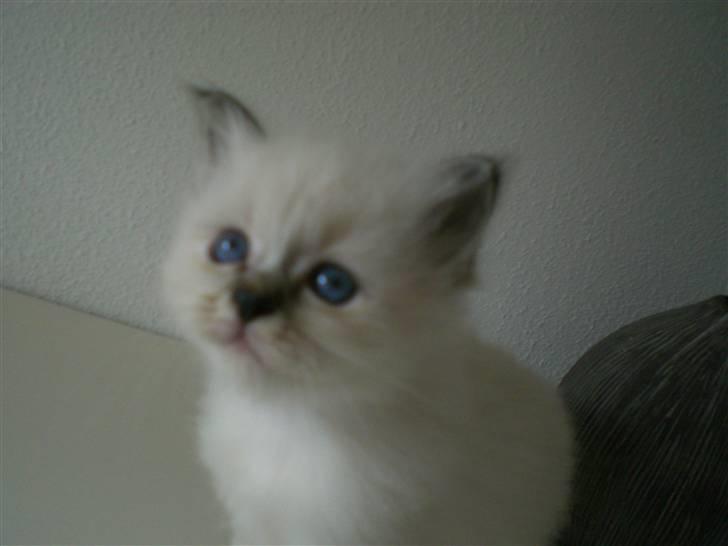 Hellig Birma Kahlua billede 4