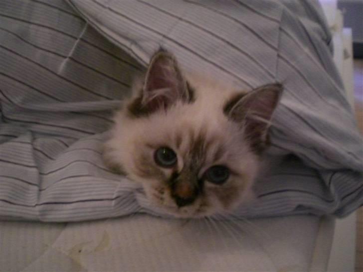 Hellig Birma Kahlua billede 5