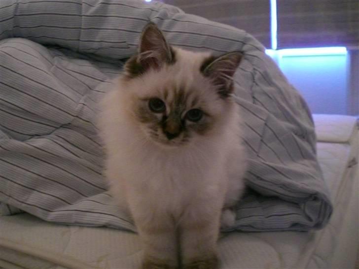 Hellig Birma Kahlua billede 6