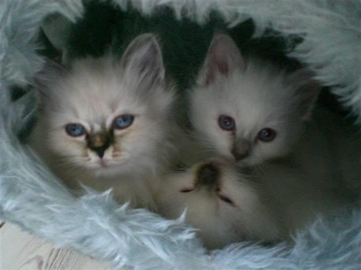 Hellig Birma Kahlua billede 7