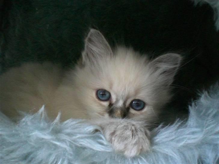 Hellig Birma Kahlua billede 8