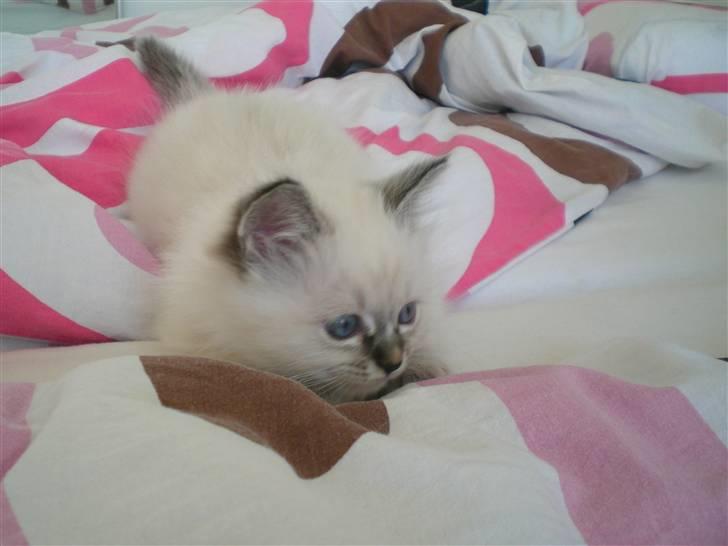 Hellig Birma Kahlua billede 9