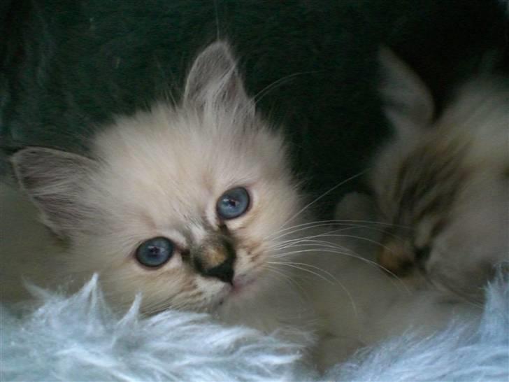 Hellig Birma Kahlua billede 10