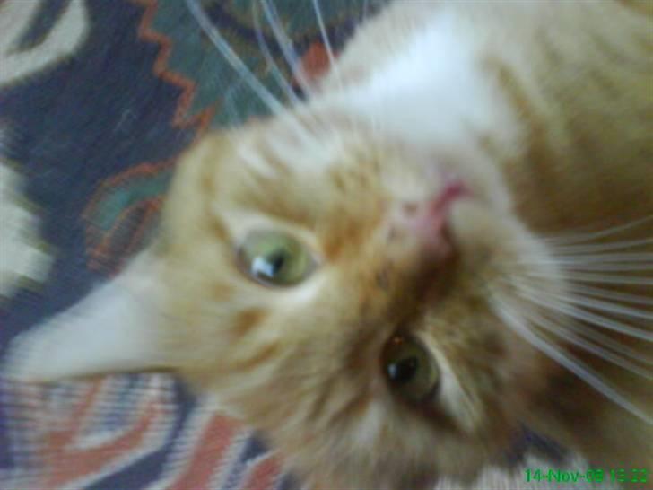 Huskat simba billede 2