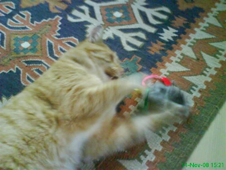 Huskat simba billede 3