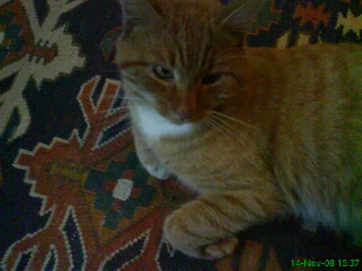 Huskat simba billede 4