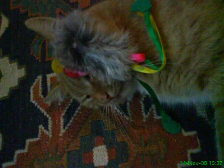 Huskat simba billede 5