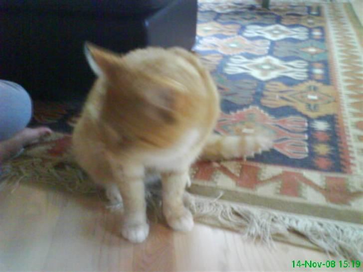 Huskat simba billede 6