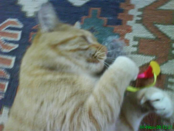 Huskat simba billede 7