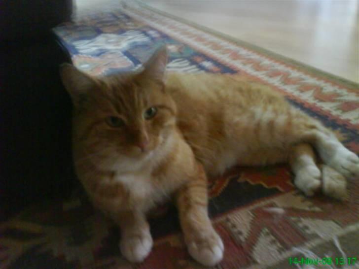 Huskat simba billede 8