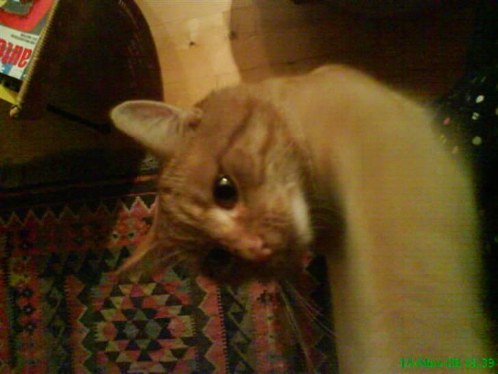 Huskat simba billede 9