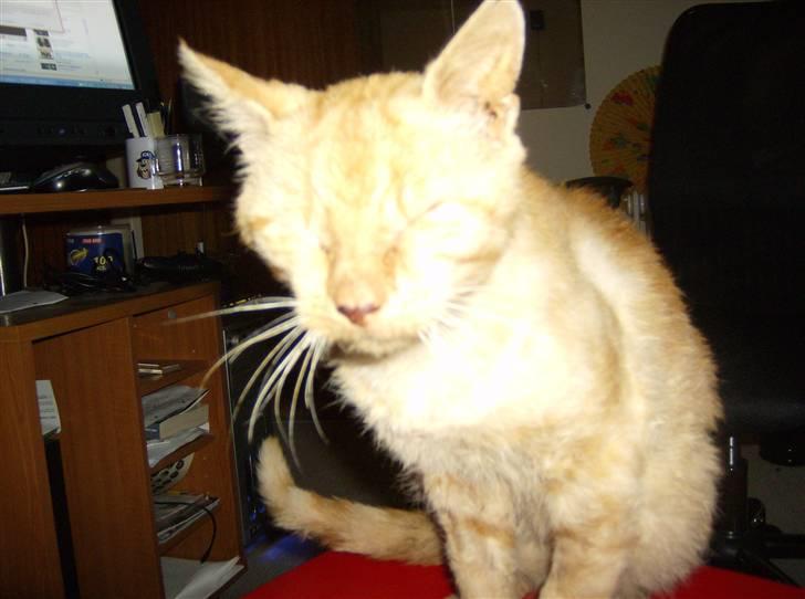 Huskat Teddy billede 4