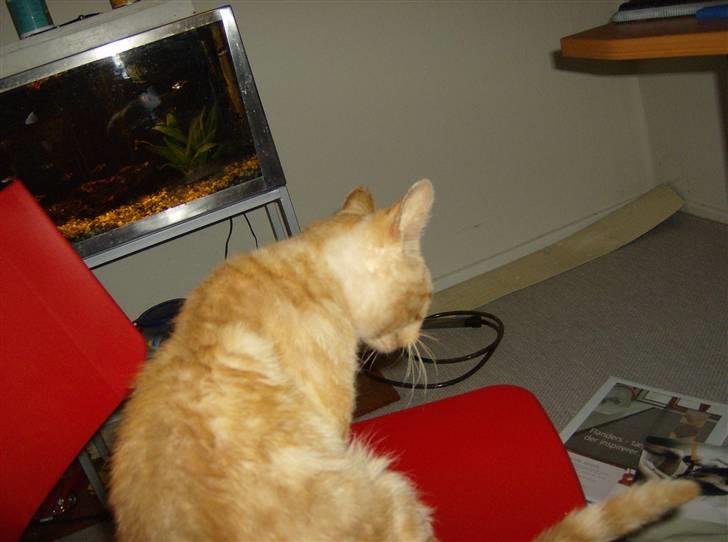 Huskat Teddy billede 5