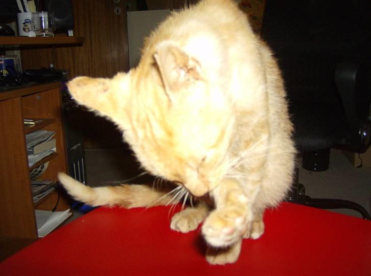 Huskat Teddy billede 6