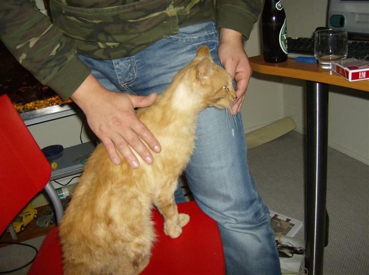 Huskat Teddy billede 7