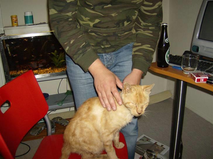 Huskat Teddy billede 8