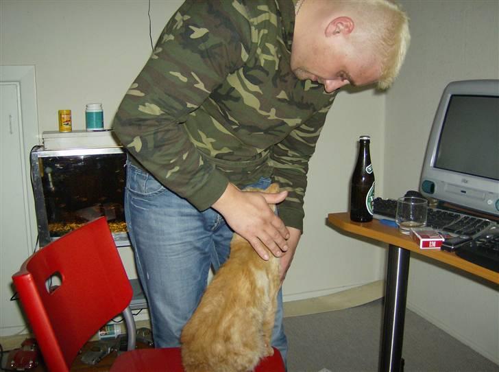 Huskat Teddy billede 9