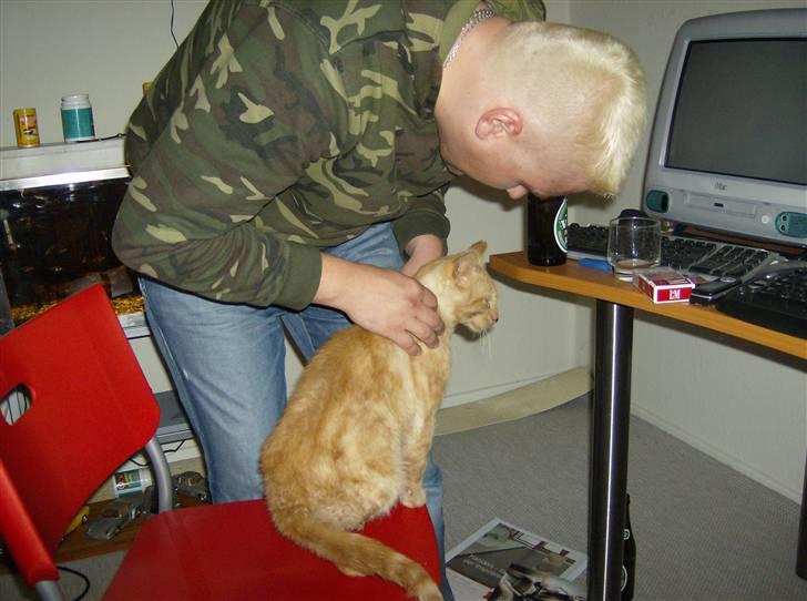 Huskat Teddy billede 10