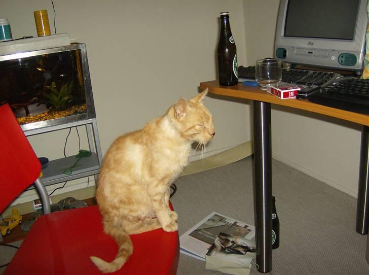 Huskat Teddy billede 11