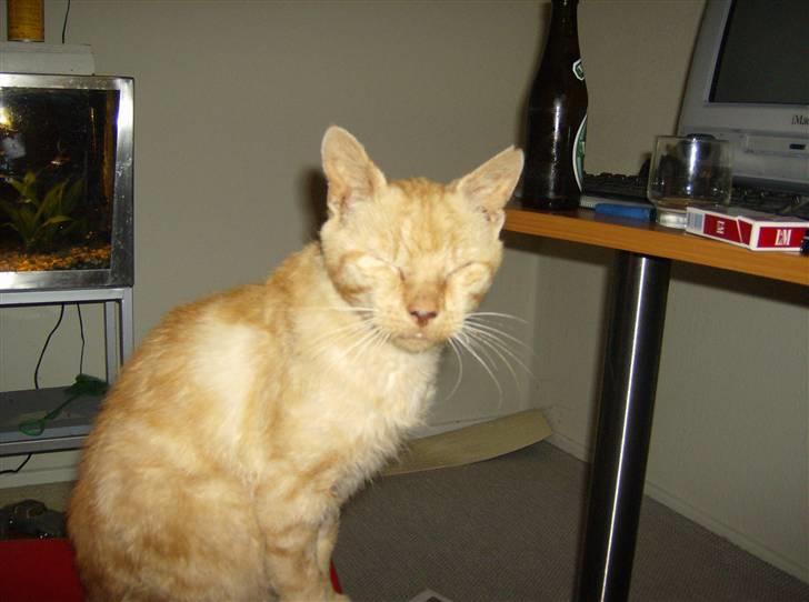 Huskat Teddy billede 12