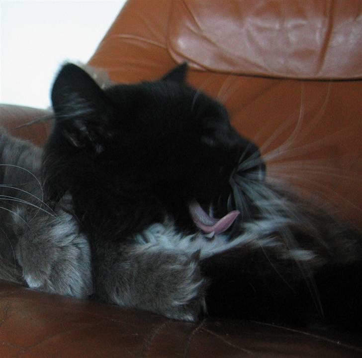 Norsk Skovkat Holger - Cosmo <3 ILU  billede 1