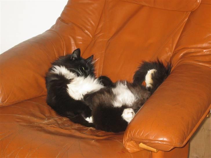 Norsk Skovkat Holger - Cosmo slapper af i stolen ..  billede 2