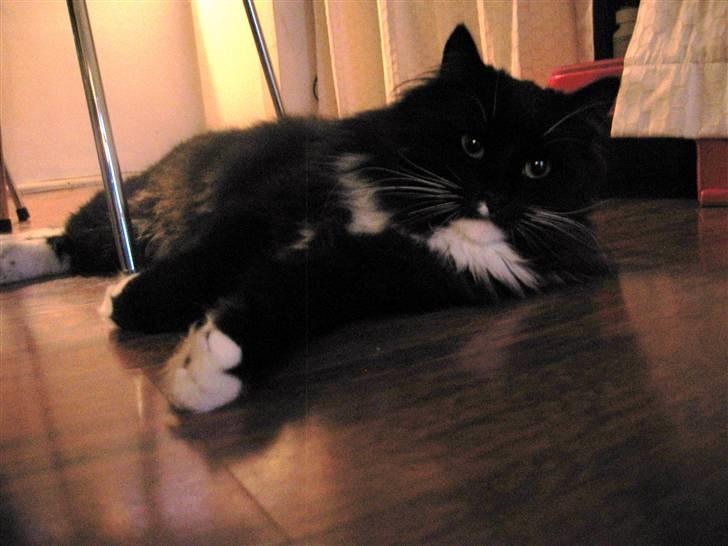 Norsk Skovkat Holger - Cosmo ligger på køkken gulvet,,:D billede 3