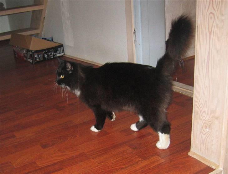 Norsk Skovkat Holger - Cosmo den dejige mis<3 billede 4