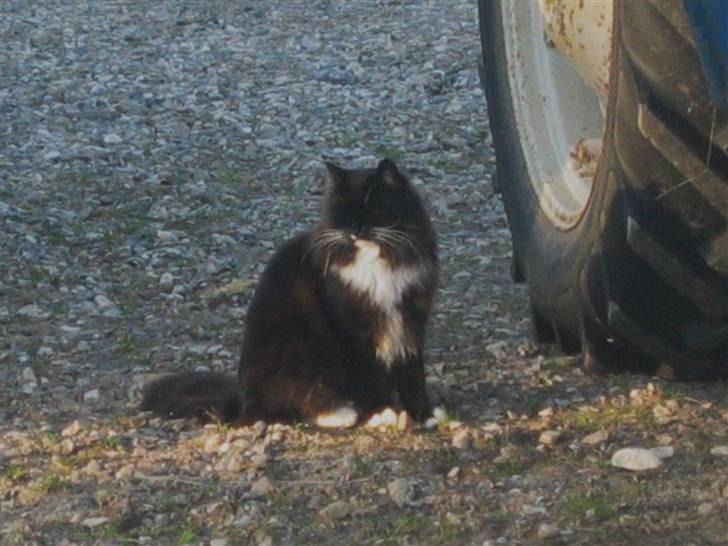 Norsk Skovkat Holger - Cosmo, sidder ved Peters traktor ude på gårdspladsen  billede 5