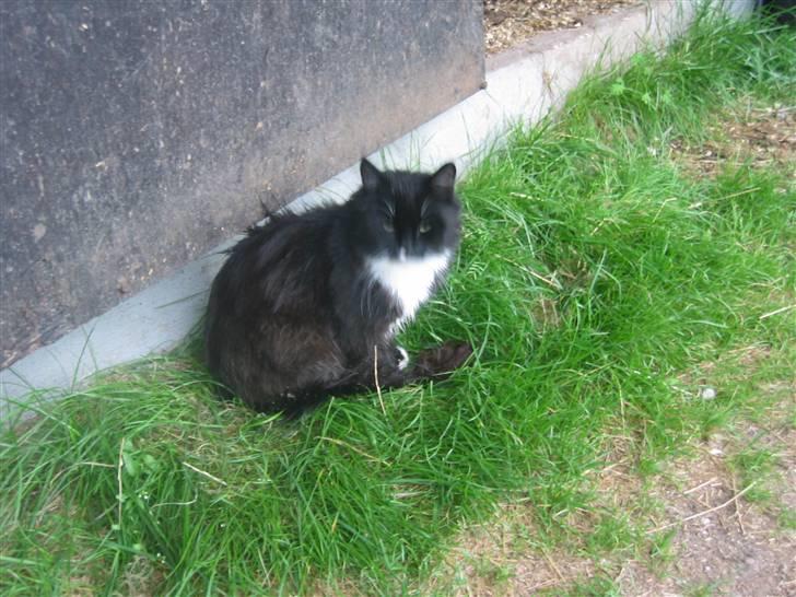 Norsk Skovkat Holger - cosmo sidder i græsset ved stalden  billede 6