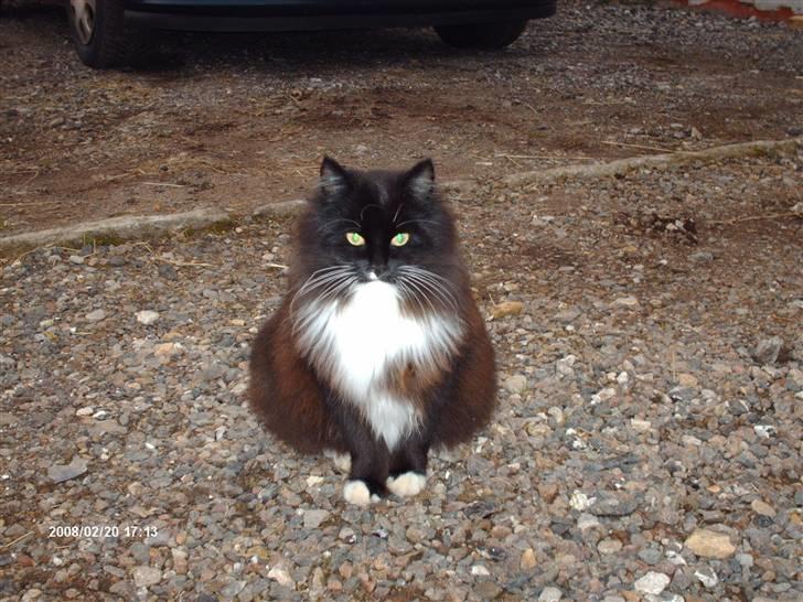 Norsk Skovkat Holger - årh, min lille fede baby mis .. <3 jeg elsker dig skat  billede 7