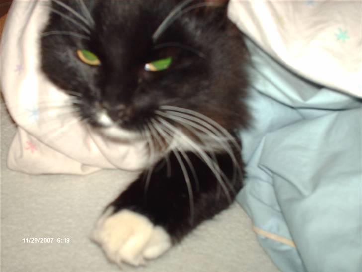 Norsk Skovkat Holger - Cosmo er lige ved at blive kvalt i  min dyne .. heh :D hvor er han sød  billede 8