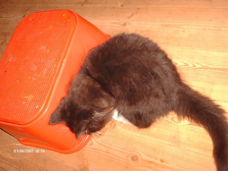 Norsk Skovkat Holger - åh, min lille skat prøver at fange en mus .. dum pap ,  billede 9