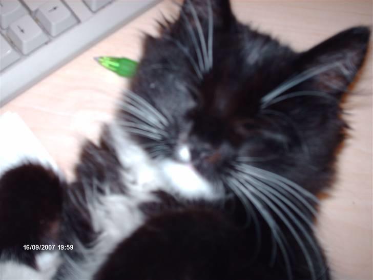 Norsk Skovkat Holger - cosmo skulle spille lækker , da jeg sad ved computeren .. :D  billede 10