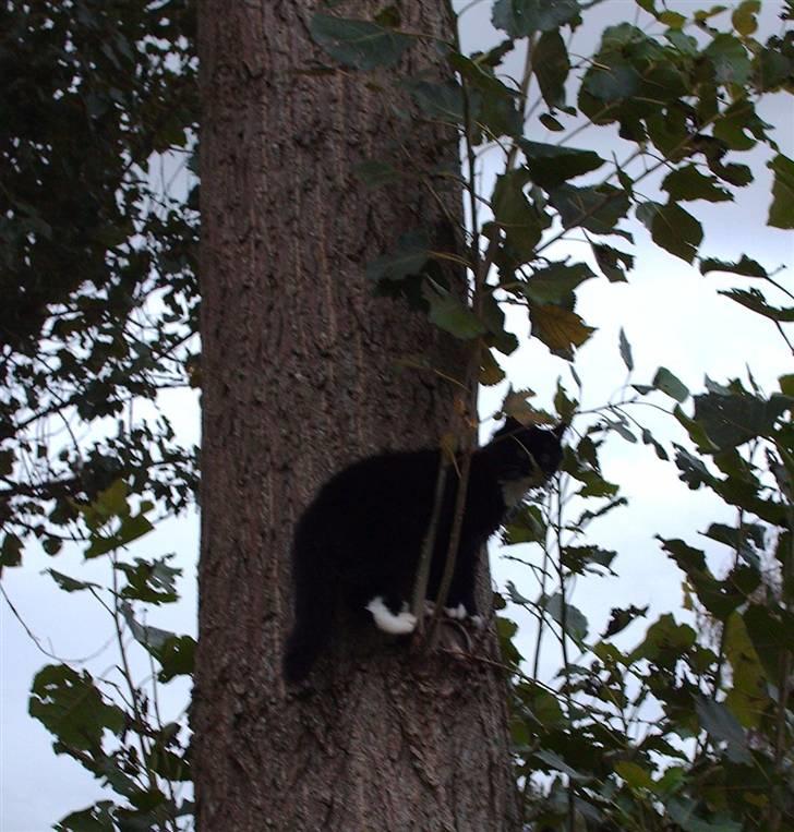 Norsk Skovkat Holger - cosmo´s første gang i et træ .. heh  billede 12