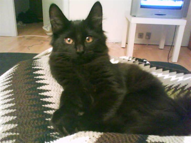 Norsk Skovkat Dk Skovskyttens Thor - 1. billede 1