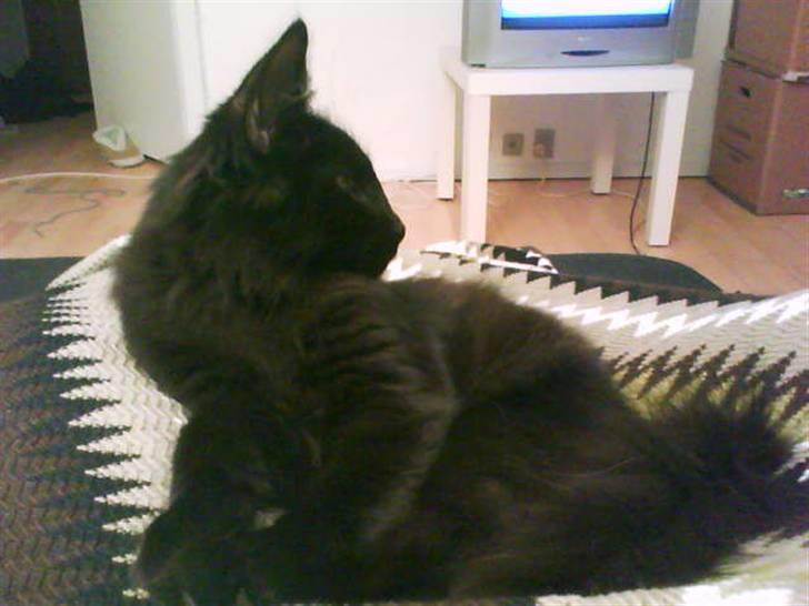 Norsk Skovkat Dk Skovskyttens Thor - 2. Thor med sin smukke profil ;) billede 2