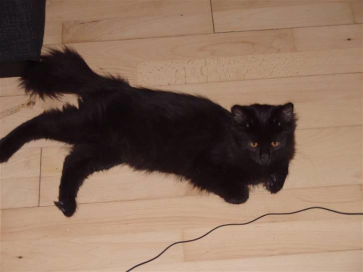 Norsk Skovkat Dk Skovskyttens Thor billede 3