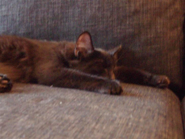 Norsk Skovkat Dk Skovskyttens Thor billede 4