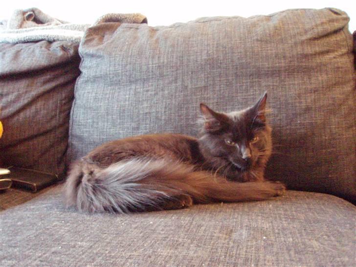 Norsk Skovkat Dk Skovskyttens Thor billede 5