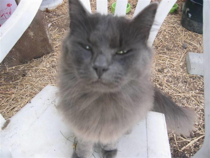 Norsk Skovkat Ejnar - nær billed af Balou billede 1