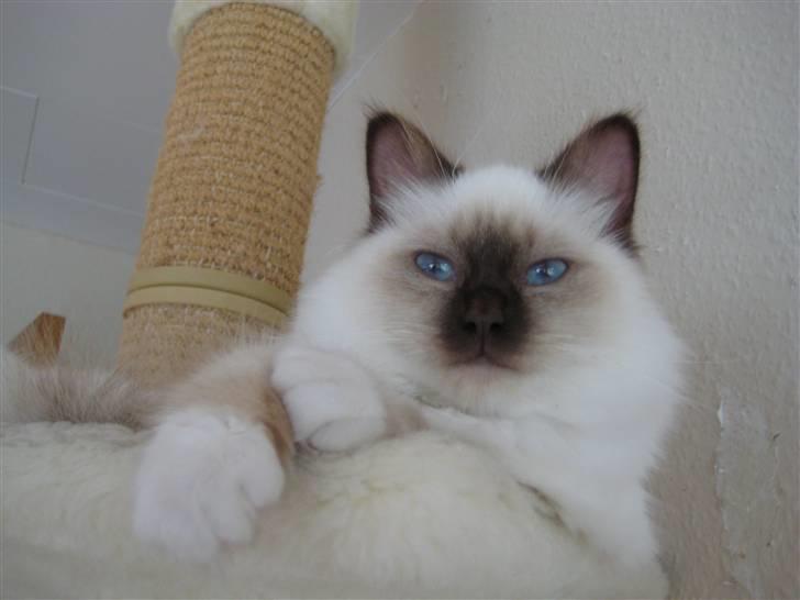 Hellig Birma DK Quanti´s Düchess billede 1