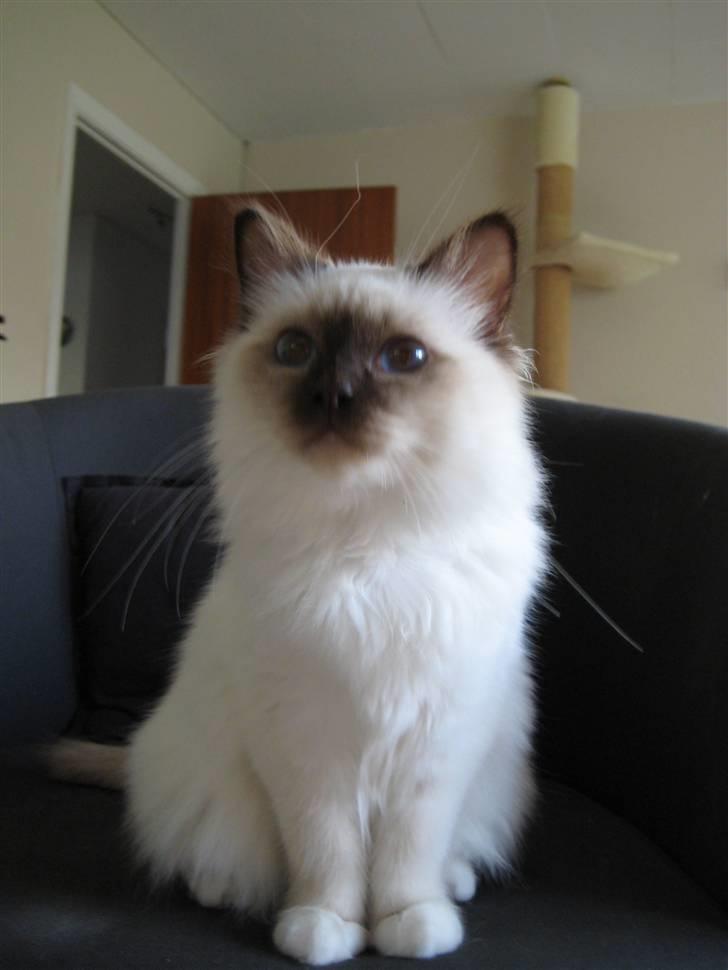 Hellig Birma DK Quanti´s Düchess billede 2