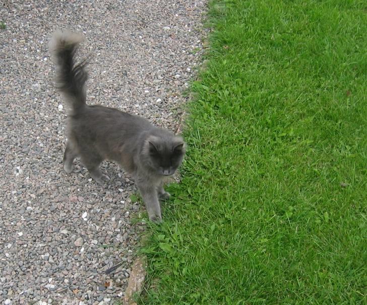 Norsk Skovkat Ejnar - balou billede 2